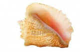ONE OF A KIND  MAKE CONCH FRITTERS AND CARIBBEAN RICE TREATS 5- 1oz Caribbean rice  $10.00