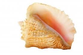 1/2 OF TWO OF A KIND MAKE CONCH SALAD 2 -1 oz. Tenderizer and 3- 1oz Soulful season/ $10,00